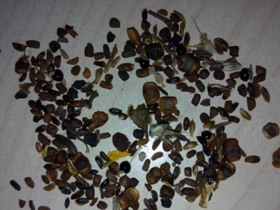 雛菊種子幾天能發(fā)芽？