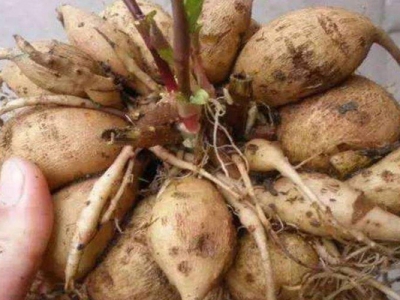 大麗花種子催芽幾天發(fā)芽？