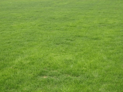 高羊茅種子幾天發(fā)芽？