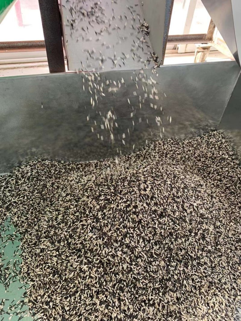 萬(wàn)壽菊種子