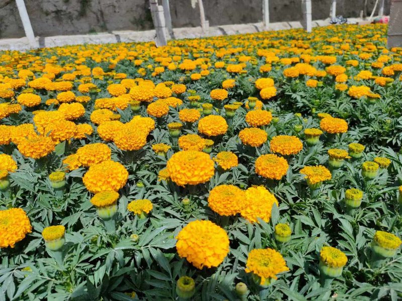 黃色萬(wàn)壽菊花朵花海