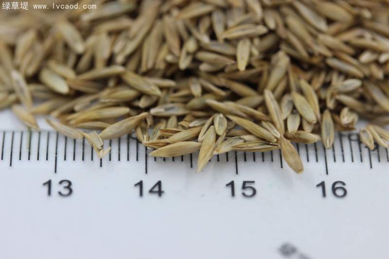高羊茅種子 高羊茅種子