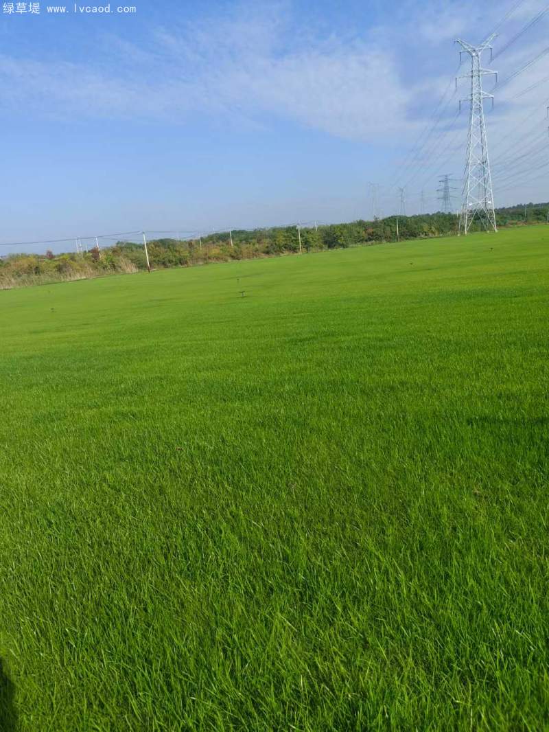 高羊茅草坪植株 高羊茅草坪植株