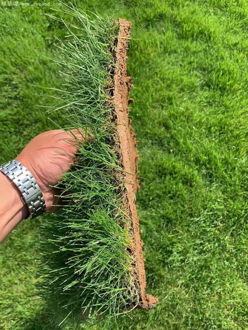 高羊茅草坪植株 高羊茅草坪植株