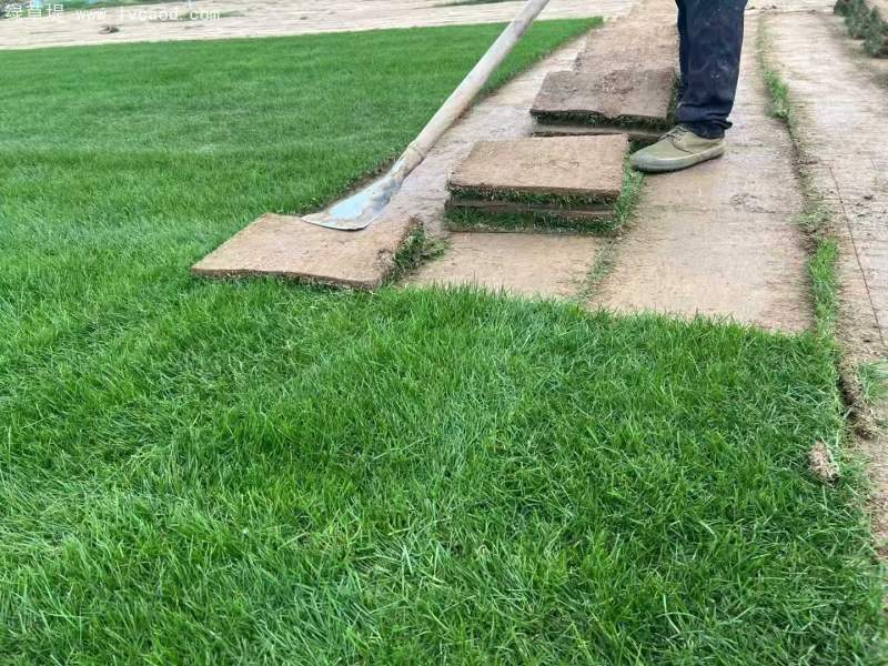 多年生黑麥草草坪 多年生黑麥草草坪